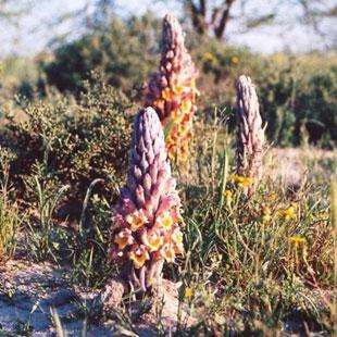 From Value Chain Perspective to monitoring the Cistanche herba