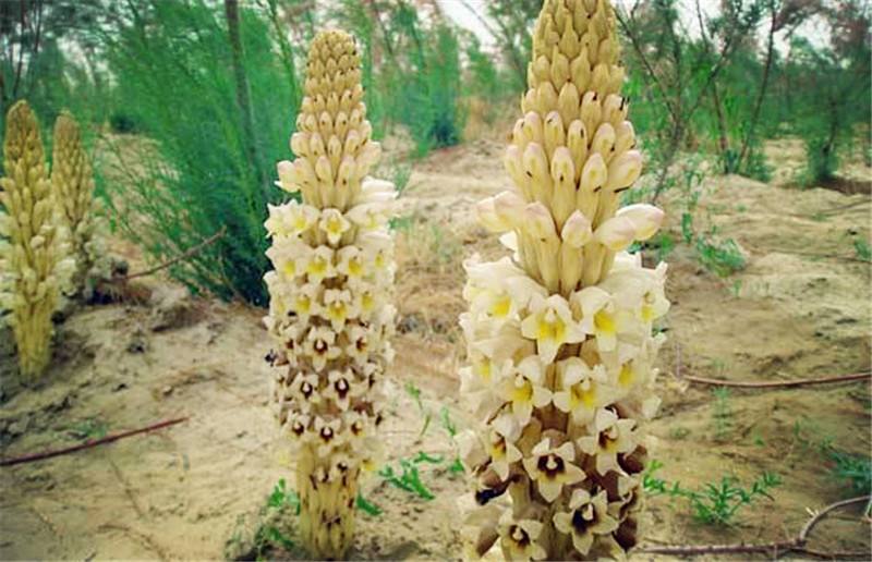 From Value Chain Perspective to monitoring the Cistanche herba