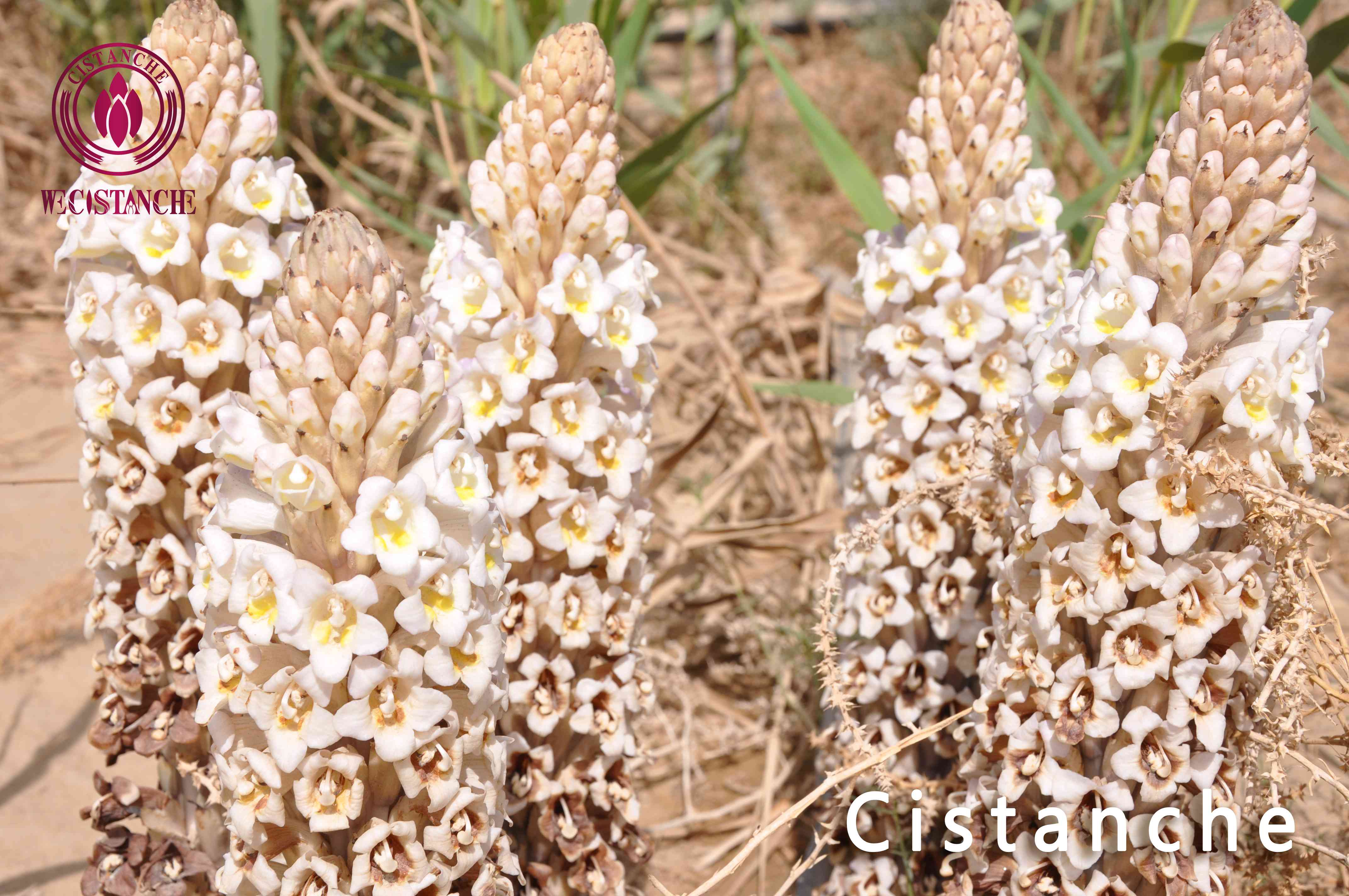 Cistanches Herba 