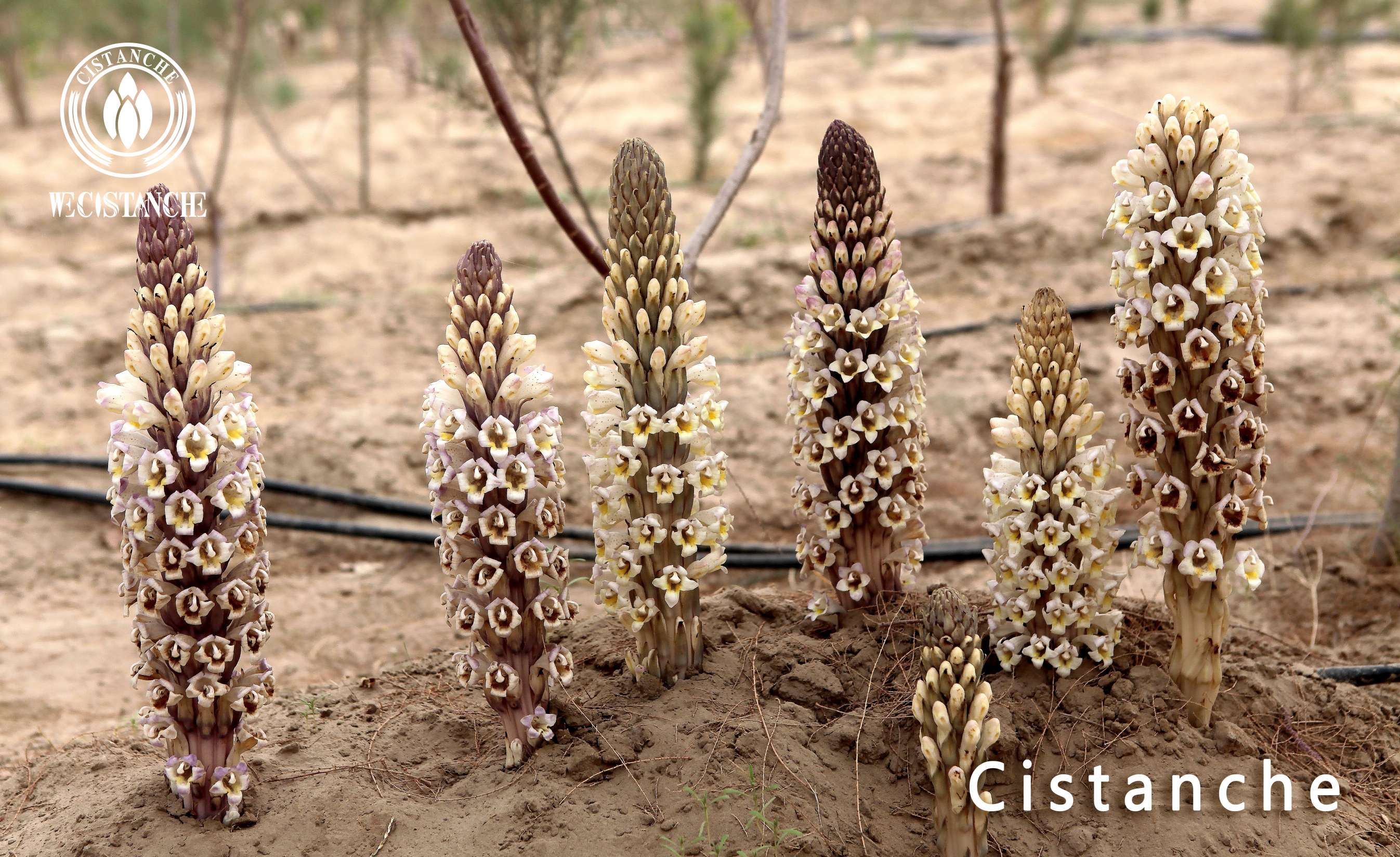 Cistanche tubulosa Cistanche tubulosa
