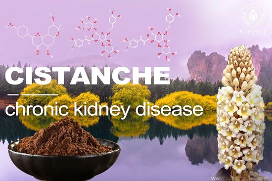 Cistanche treat chronic kidney disease Cistanche treat chronic kidney disease