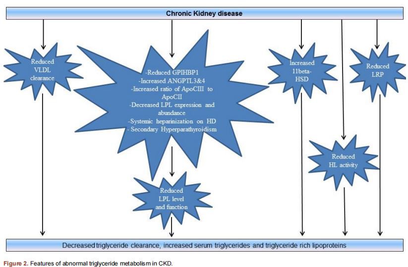 Features of abnormal triglyceride metabolism in CKD. Features of abnormal triglyceride metabolism in CKD.