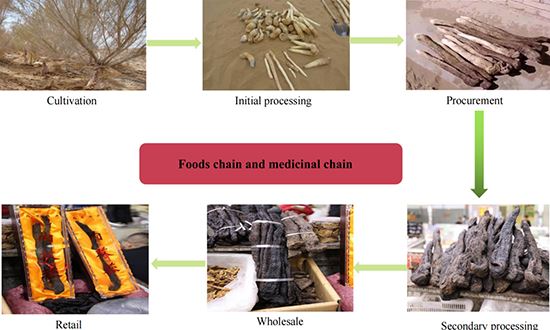 From Value Chain Perspective to monitoring the Cistanche herba