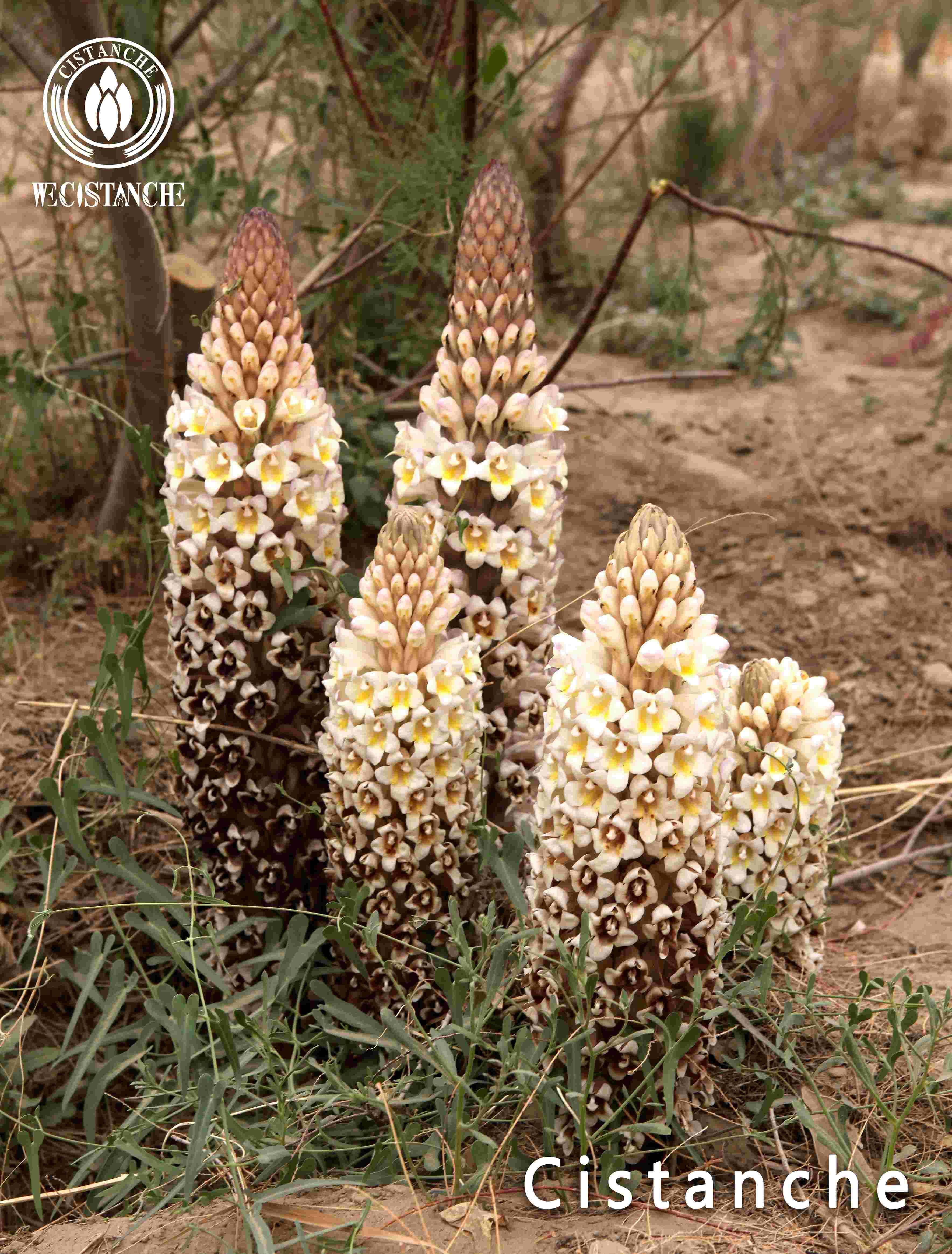 From Value Chain Perspective to monitoring the Cistanche herba