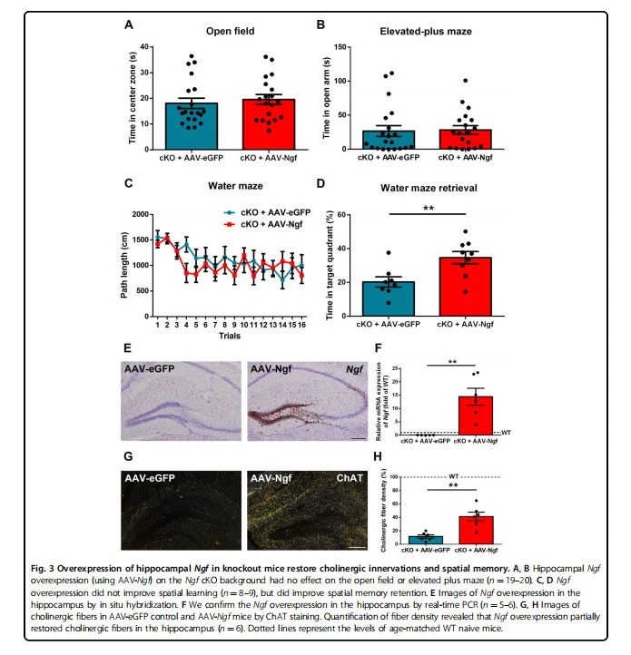 Overexpression of hippocampal Ngf in knockout mice