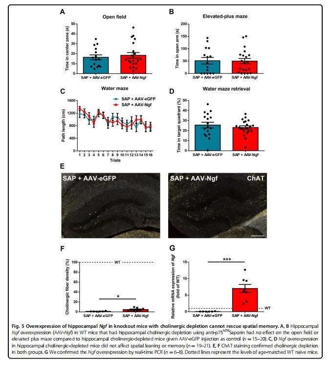 Overexpression of hippocampal Ngf