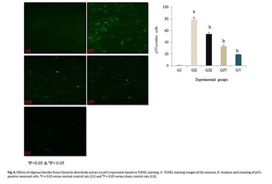 figure 8-Cistanche deserticola has an Anti-inflammatory function