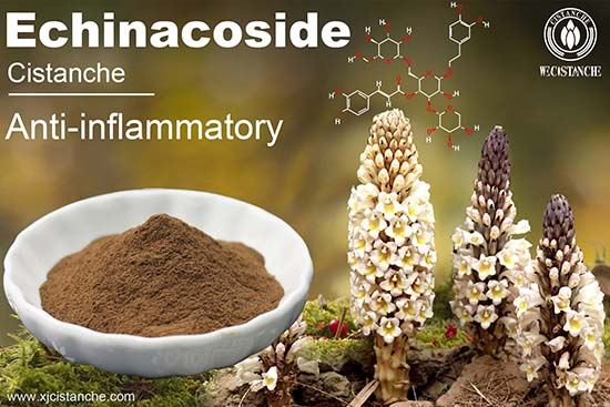 Cistanche deserticola has an Anti-inflammatory function