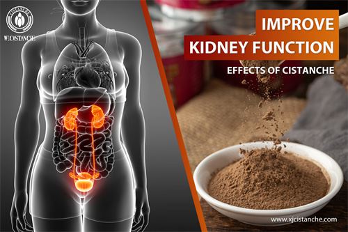 to relieve chronic kidney disease and improve kidney function