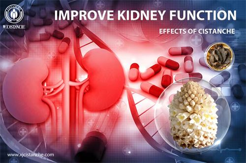 cistanche is good for choric kidney disease