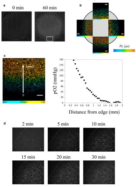 FIGURE 1 Oxygen gradient formation in the hypoperfusion model by coverslip placement. (a) Phosphorescence intensity of BTPDM1,