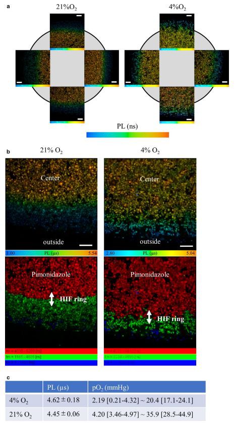 FIGURE 4 Measurement of the range of oxygen pressure of the HIF ring. (a) Phosphorescence lifetime imaging microscopy (PLIM) images  of a coverslip model obtained after 30 min incubation in 21% O2 or 4% O2. Four PLIM images per sample, at the upper, bottom, left, and right  regions near a coverslip edge, were taken to measure phosphorescence lifetimes (PLs).