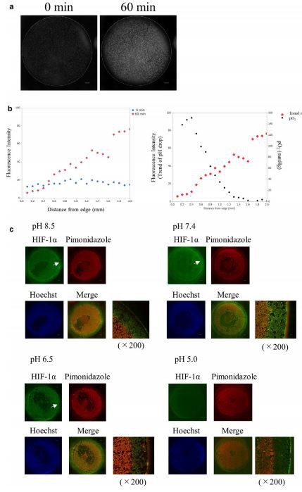 FIGURE 6 Impact of pH on HIF-1α accumulation. (a) Live imaging of pH in coverslip model. HK-2 cells were treated with pHrodo  Green AM Intracellular pH Indicator, which showed strong fluorescence intensity as the intracellular pH dropped. Fluorescence intensity  image of HK-2 cells just after they were covered with a coverslip (left) and after 60 min (right) demonstrated that pH decreased in most of  the inside area, but not near the edge of the coverslip.
