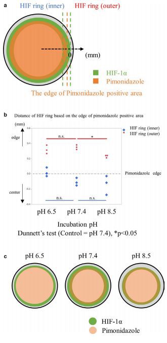FIGURE 7 Quantitative analysis about the impact of pH on  HIF ring.