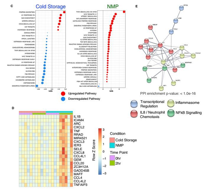 Cistanche for improving kidney function
