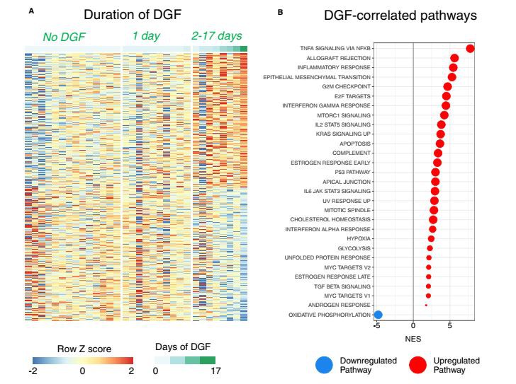 Cistanche for improving kidney function