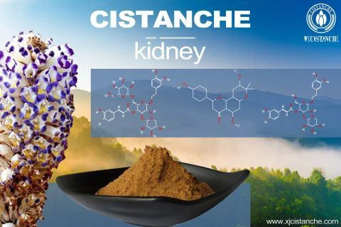 Cistanche-kidney-2(2)