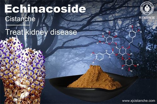 benefit of cistanche: treat kidney disease benefit of cistanche: treat kidney disease