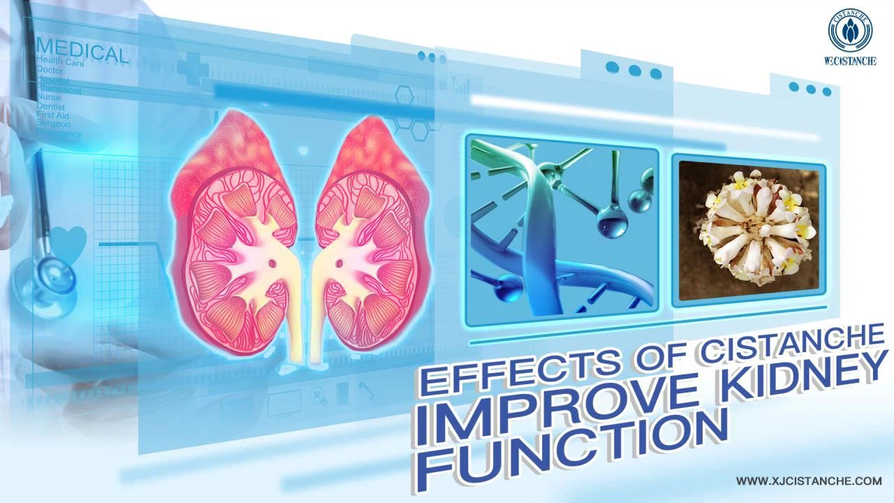effects of cistanche：improve kidney function3
