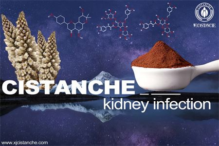 Cistanche-kidney infection-6（18）