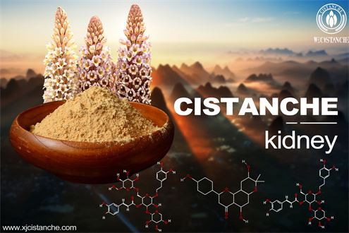 Cistanche-kidney-3(3) Cistanche-kidney-3(3)