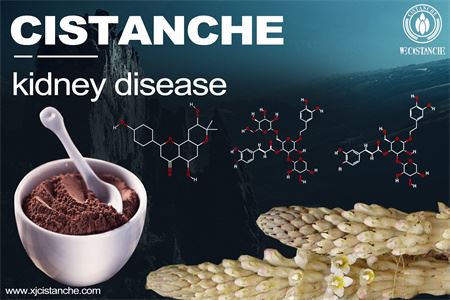 cistanche-kidney disease-1(49)