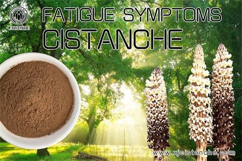cistanche treat fatigue syndrome (14).jpg