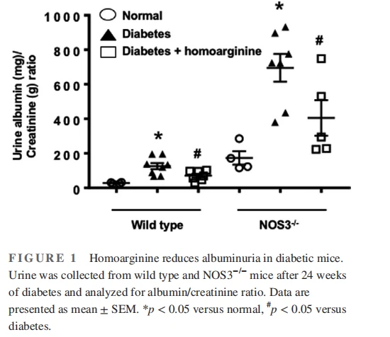Homoarginine reduces albuminuria in diabetic mice. Urine was collected from wild type and NOS3−/− mice after 24 weeks of diabetes and analyzed for albumin/creatinine ratio. Data are presented as mean ± SEM. *p < 0.05 versus normal, #p < 0.05 versus diabetes. Homoarginine reduces albuminuria in diabetic mice. Urine was collected from wild type and NOS3−/− mice after 24 weeks of diabetes and analyzed for albumin/creatinine ratio. Data are presented as mean ± SEM. *p < 0.05 versus normal, #p < 0.05 versus diabetes.