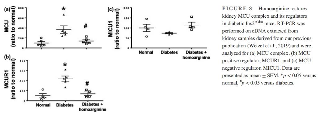 Homoarginine restores kidney MCU complex and its regulators in diabetic Ins2Akita mice. RT-PCR was performed on cDNA extracted from kidney samples derived from our previous publication (Wetzel et al., 2019) and were analyzed for (a) MCU complex, (b) MCU positive regulator, MCUR1, and (c) MCU negative regulator, MICU1. Data are presented as mean ± SEM. *p < 0.05 versus normal, #p < 0.05 versus diabetes. Homoarginine restores kidney MCU complex and its regulators in diabetic Ins2Akita mice. RT-PCR was performed on cDNA extracted from kidney samples derived from our previous publication (Wetzel et al., 2019) and were analyzed for (a) MCU complex, (b) MCU positive regulator, MCUR1, and (c) MCU negative regulator, MICU1. Data are presented as mean ± SEM. *p < 0.05 versus normal, #p < 0.05 versus diabetes.