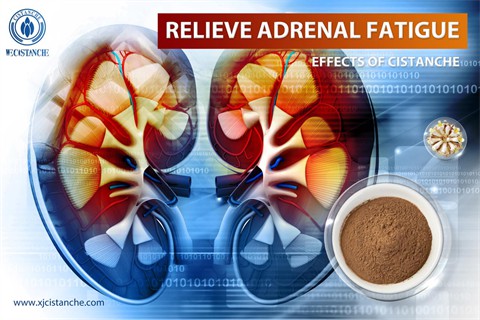 effects of herba cistanches：relieve adrenal fatigue