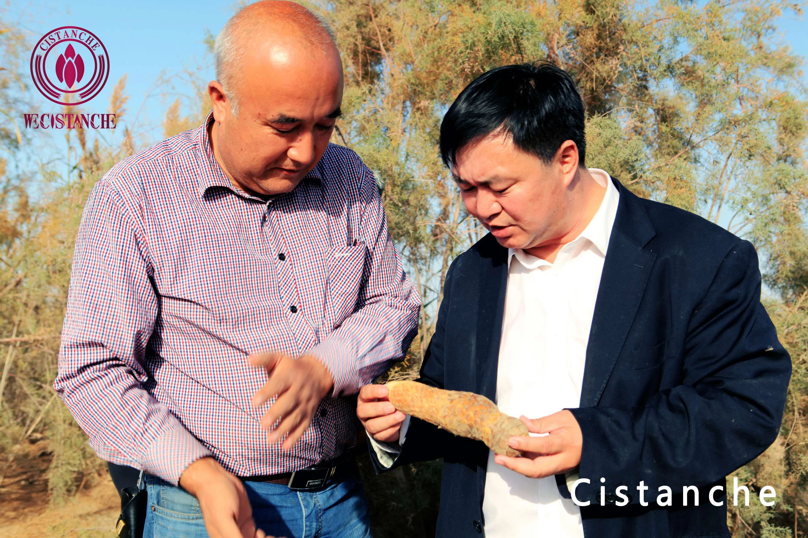 standardized cistanche