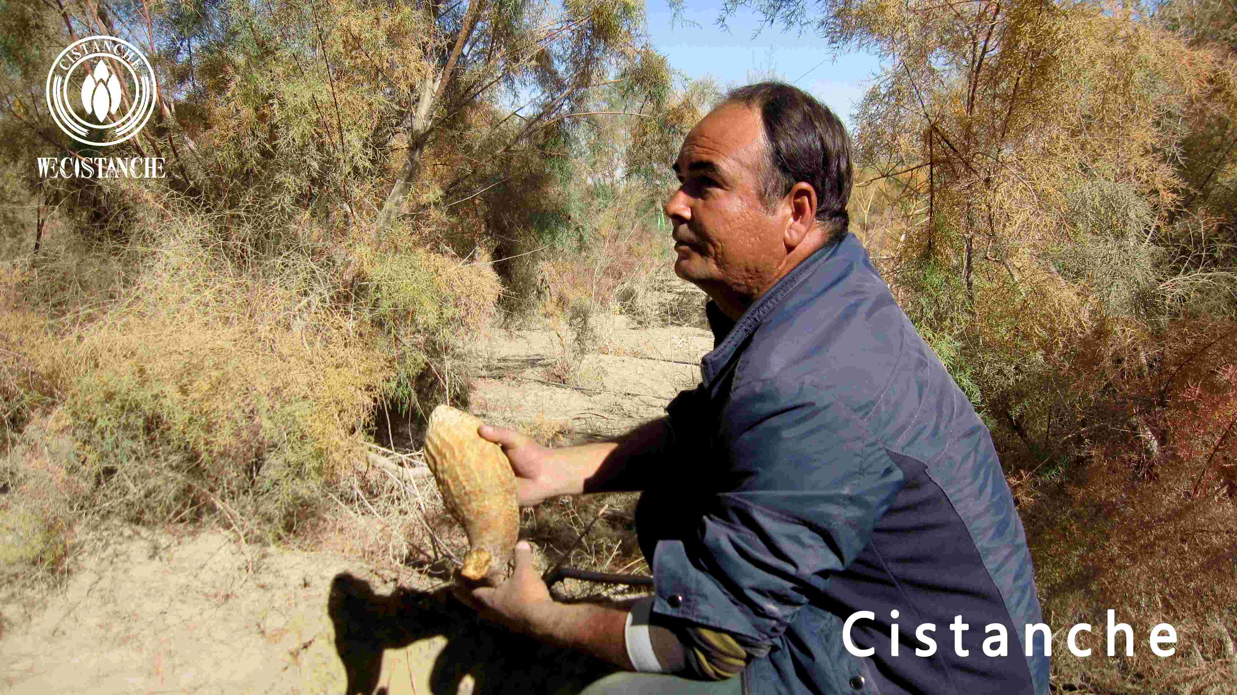 cistanche powder health benefits cistanche powder health benefits