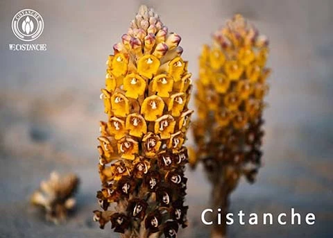  Cistanche for Tonifying kidney