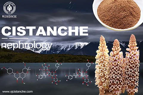 improve kidney function cistanche