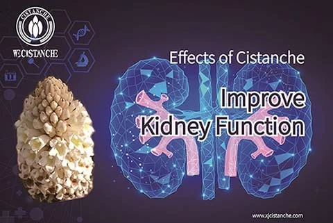  Cistanche improves the quality of life of kidney transplant recipients