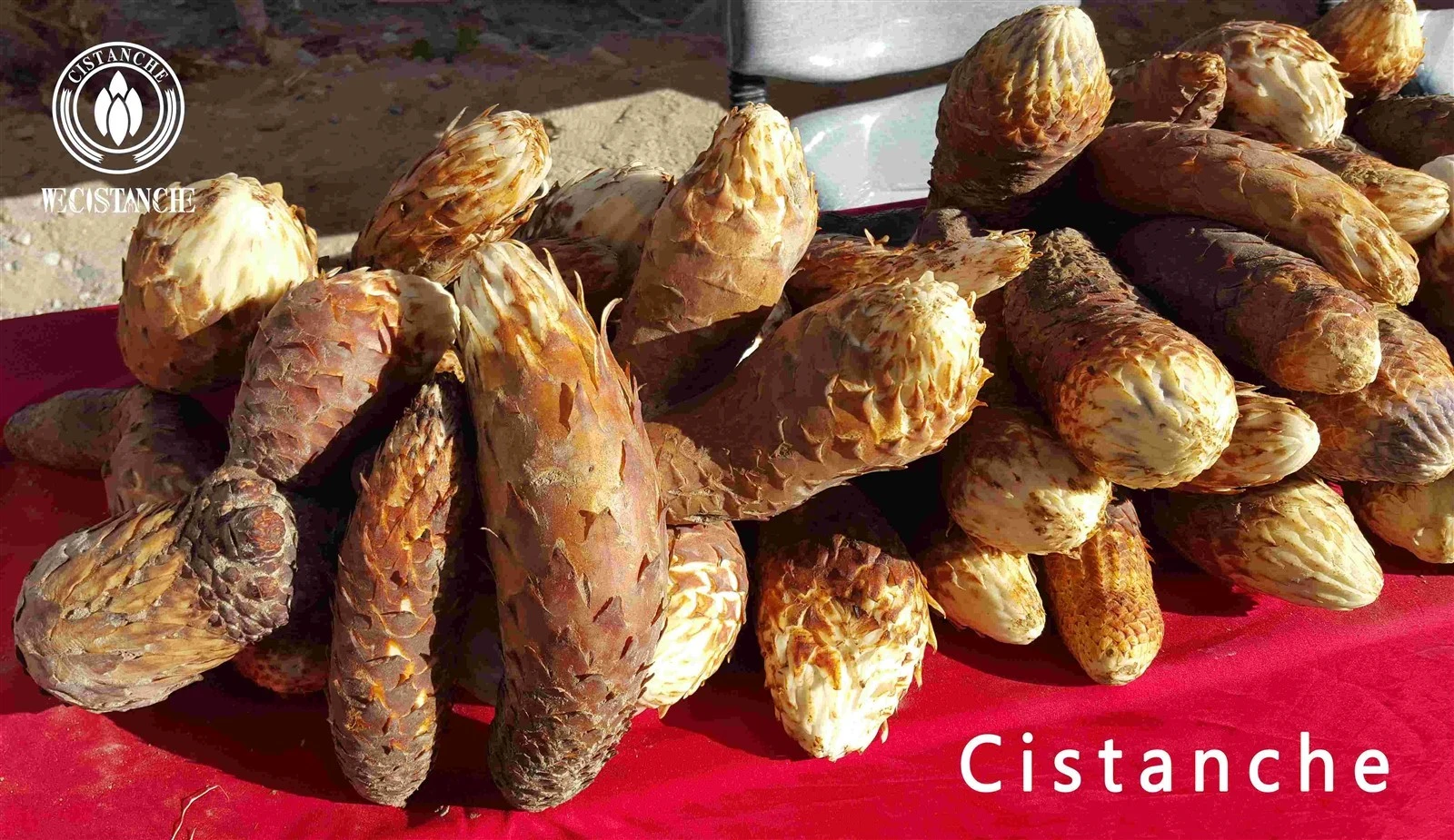 Natural cistanche tubulosa