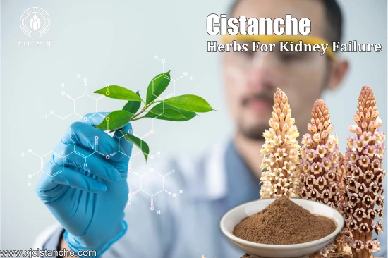 CISTANCHE TO WORK FOR KIDNEY PATIENTS