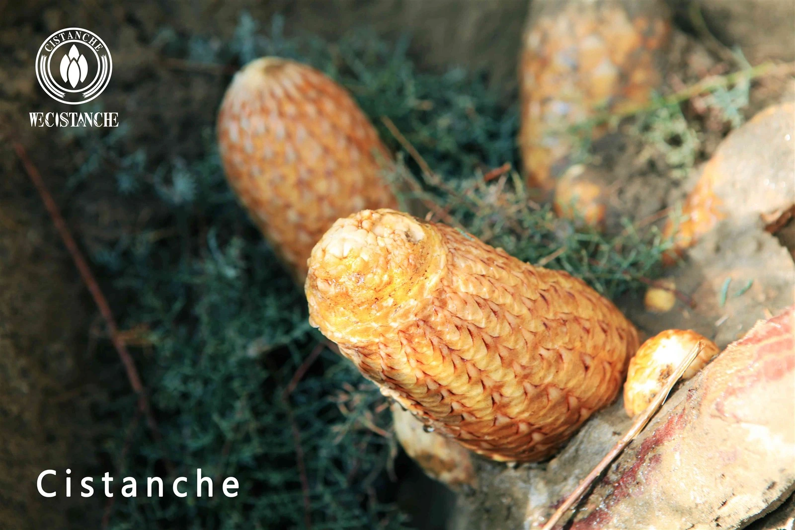cistanche tubulosa for enhancing fitness and beauty