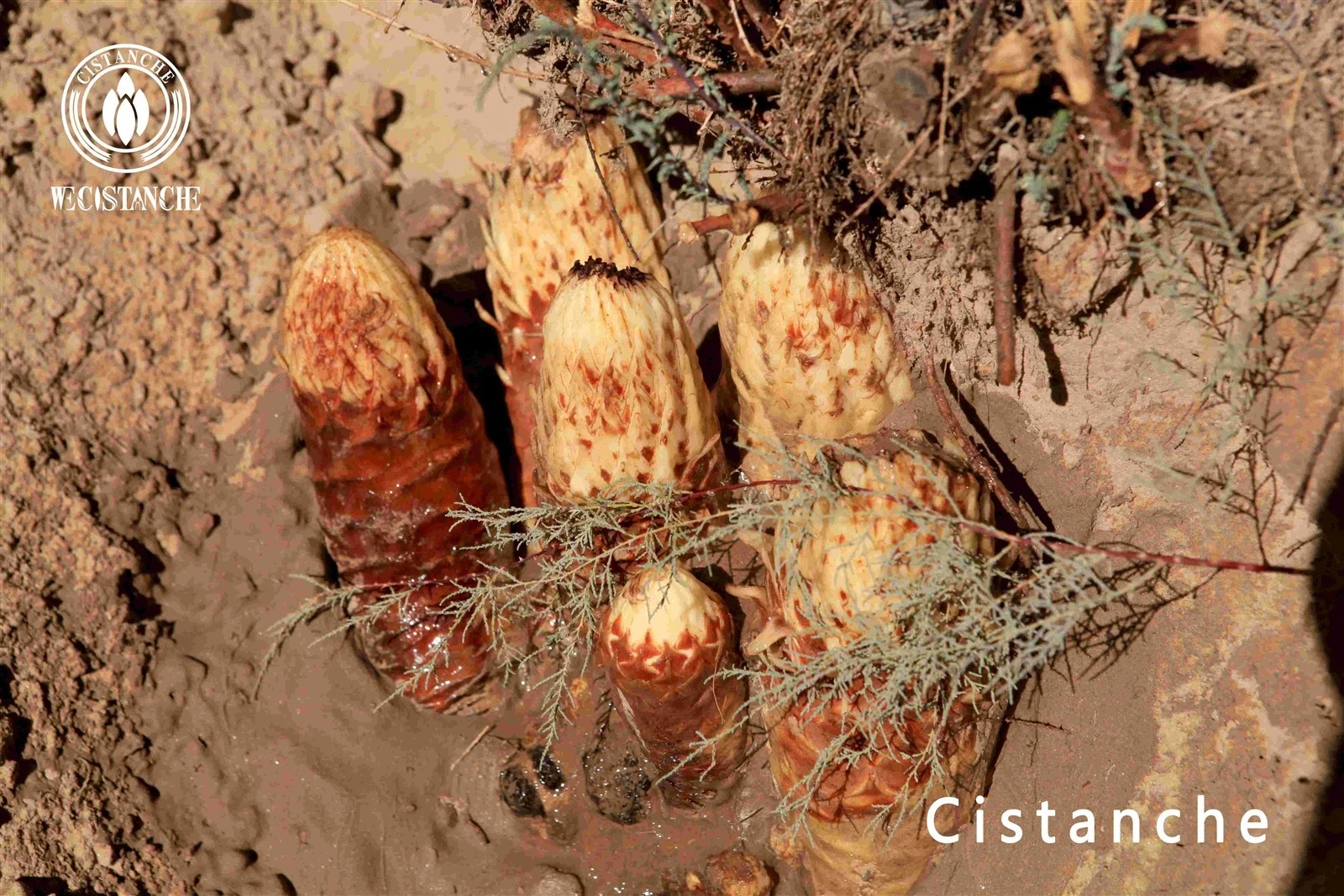 cistanche tubulosa for enhancing fitness and beauty