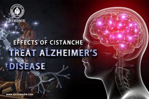 supplements to improve memory supplements to improve memory