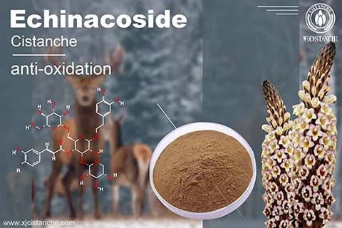 Cistanche Benefits in depression Cistanche Benefits in depression